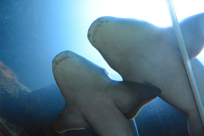 Gemütlich und unzertrennlich, so können sie jeden Tag beobachtet werden, Bonny und Clide, das Ammenhaipärchen im SEA LIFE Speyer. Zum Valentinstag erhält das beeindruckende Pärchen, das sich „haiss“ und innig liebt, nun ein ganz besonderes Dinner für zwei